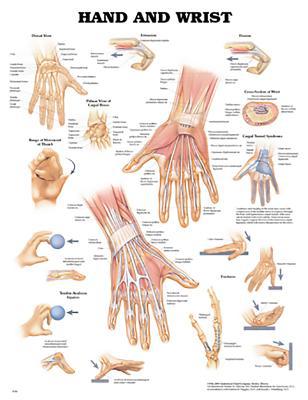 Hand and Wrist Anatomical Chart 1587796945 Book Cover