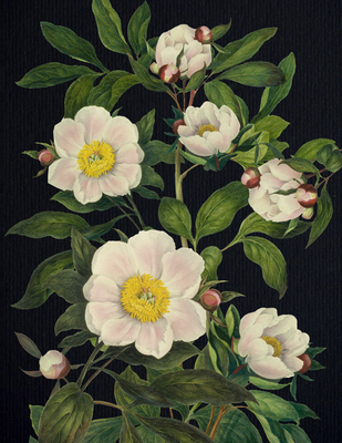 Blooming Flowers Journal 0785844082 Book Cover