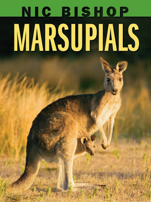 Nic Bishop: Marsupials 043987758X Book Cover