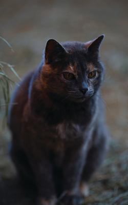 Kid's Petite Barn Cat Journal: Volume One 1364003023 Book Cover