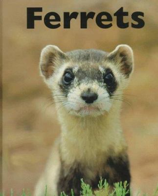 Ferrets 1567664776 Book Cover