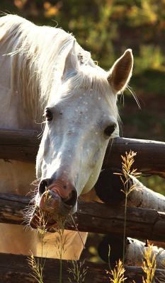 Kids Petite Equine Leftie Journal: Equine Theme... 0464687993 Book Cover