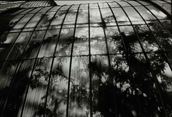 Warm Room : Photographs from Historic Greenhouses