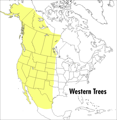 A Peterson Field Guide to Western Trees: Wester... 0395904544 Book Cover