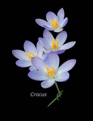 Crocus 1976271037 Book Cover