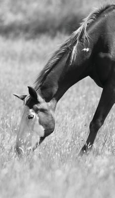 Petite Equine Journal: Equine Themed Leftie Jou... 0464688302 Book Cover