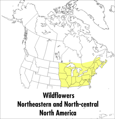 A Peterson Field Guide to Wildflowers: Northeas... 0395911729 Book Cover