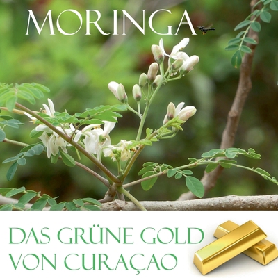 Das grüne Gold von Curacao: Moringa [German] 3734793017 Book Cover