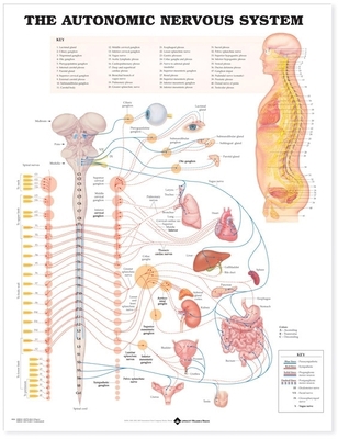 The Autonomic Nervous System Anatomical Chart 1587790025 Book Cover