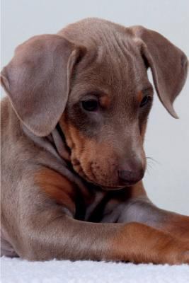 Doberman Pinscher Notebook & Journal. Productivity Work Planner & Idea Notepad: Brainstorm Thoughts, Self Discovery, to Do List 1981554564 Book Cover