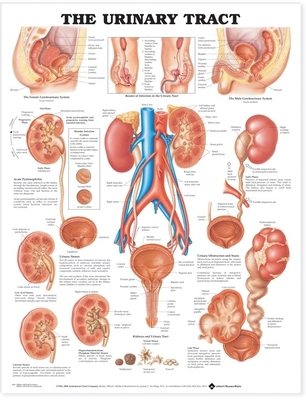 The Urinary Tract Anatomical Chart 1587790726 Book Cover