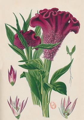 Carnet Blanc, Celosia Cristata, Dessin 19e Siècle [French] 2011168937 Book Cover