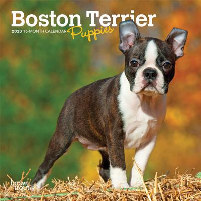 Calendar Boston Terrier Puppies 2020 Mini 7x7 Book