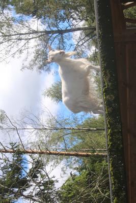 A White Billy Goat Standing on the Roof Journal... 1545067066 Book Cover