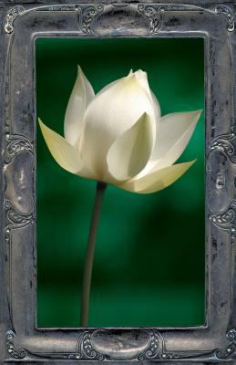 Letting the Lotus Bloom: The Expression of Soul... 1625504349 Book Cover