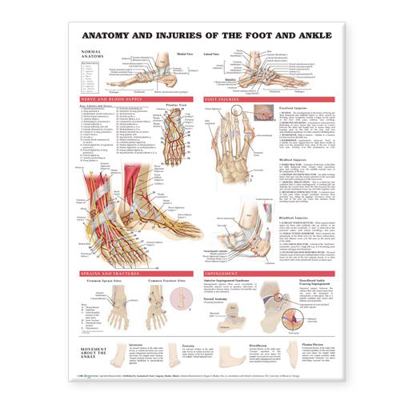Anatomy and Injuries of the Foot and Ankle 1587798379 Book Cover