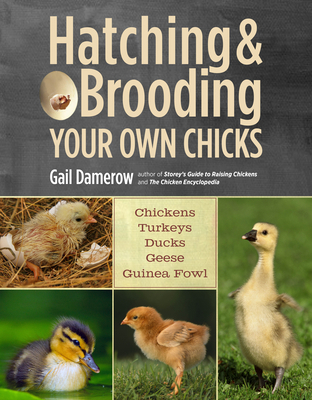 Hatching & Brooding Your Own Chicks: Chickens, ... 1612120148 Book Cover