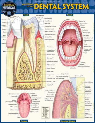 Dental Anatomy: Quickstudy Laminated Reference ... 1423233107 Book Cover