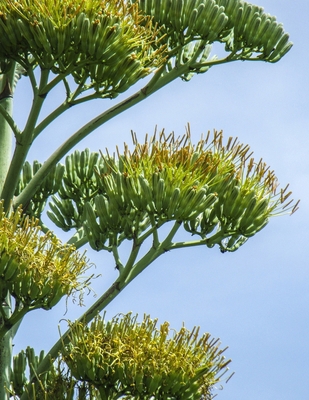 Notebook: Agave Mexico Tequila Yucca Plant Nect... 1088782035 Book Cover