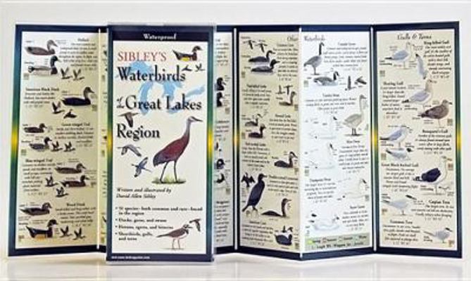 Sibley's Waterbirds of the Great Lakes Region 1935380273 Book Cover