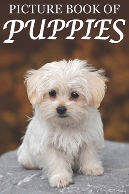 Picture Book of Puppies: Picture Book of Puppie... 1689370211 Book Cover