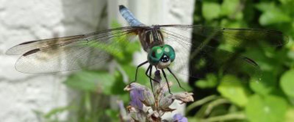 tempore: a journey through the seasons 0989573508 Book Cover