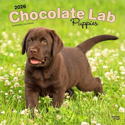 Chocolate Labrador Retriever Puppies 2026 12 X ... B0DYLMP7PB Book Cover