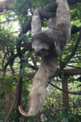 2020 Weekly Planner: Slow and Sleepy Sloth 2020 Weekly Calendar With Goal Setting Section and Habit Tracking Pages, 6"x9"