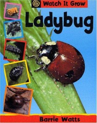 Ladybug (Watch It Grow) 1583405011 Book Cover