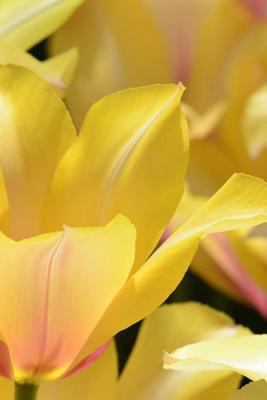 Tulip Notebook 1719198233 Book Cover