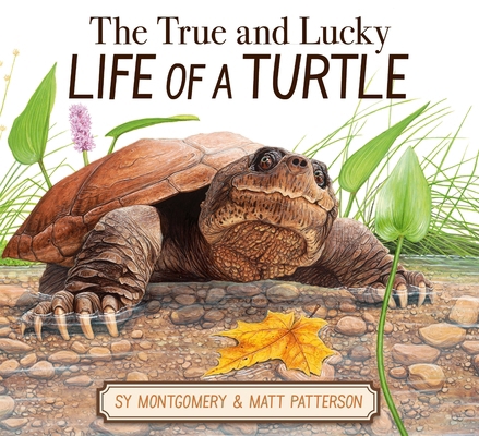 The True and Lucky Life of a Turtle 0063325160 Book Cover