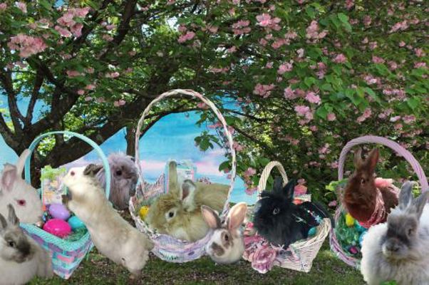 Sharing Joy! : Bunny Friends Easter Adventure Series #5 Of 5