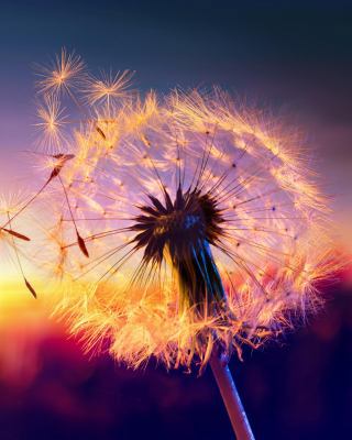 Dandelion Clock Blank Book Lined Journal (8x10) 1944096345 Book Cover