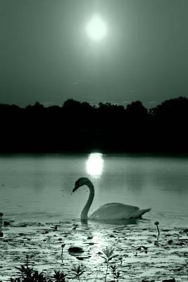Journal Black White Peaceful Swan Photo: (Noteb... 154290126X Book Cover