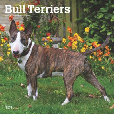 Bull Terriers 2025 12 X 24 Inch Monthly Square ... 1975476743 Book Cover