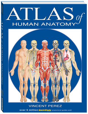 Atlas of the Human Anatomy: A Quickstudy Reference 1423251415 Book Cover