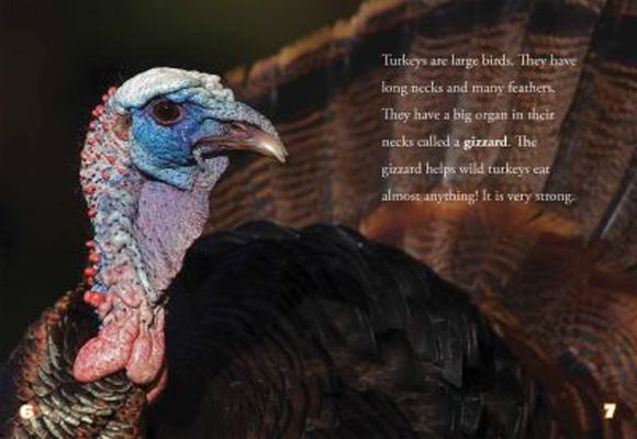 Turkey Hunting 1482412683 Book Cover