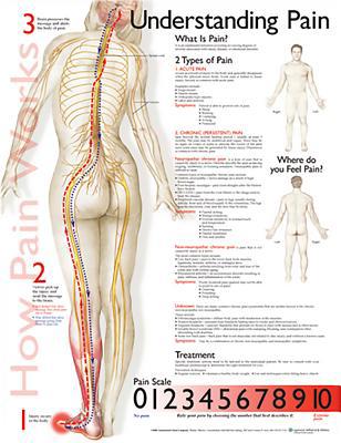 Understanding Pain Anatomical Chart 1587799847 Book Cover