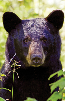 Black Bear Portrait Blank Journal 1935666851 Book Cover