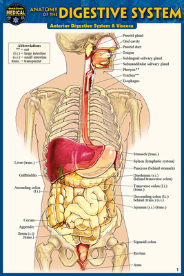 Anatomy of the Digestive System (Pocket-Sized E... 1423242696 Book Cover