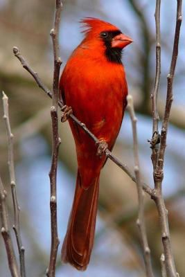 Red Cardinal Bird Journal: 150 Page Lined Noteb... 1539310914 Book Cover