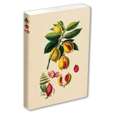 Journal Nutmeg, Lined Paperback 0804860947 Book Cover