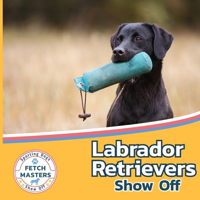 Labrador Retrievers Show Off 1532455283 Book Cover