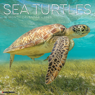 Sea Turtles 2025 12 X 12 Wall Calendar 1549244787 Book Cover