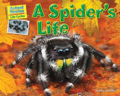 A Spider's Life 1617724149 Book Cover