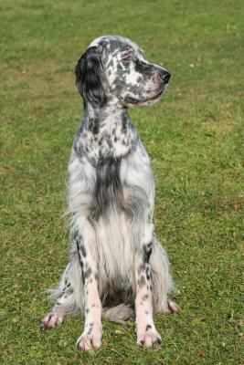 English Setter: Artified Pets Journal/Notebook/... 1544095031 Book Cover