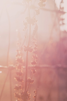 Good Morning: Weekly Planner 1458366138 Book Cover