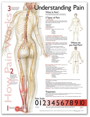Understanding Pain Anatomical Chart 1587799839 Book Cover