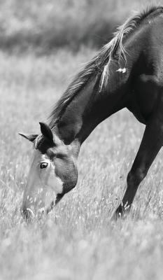 Petite Equine Journal: Equine Themed Journal or... 0464688426 Book Cover