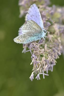 ice blue butterfly 172512355X Book Cover
